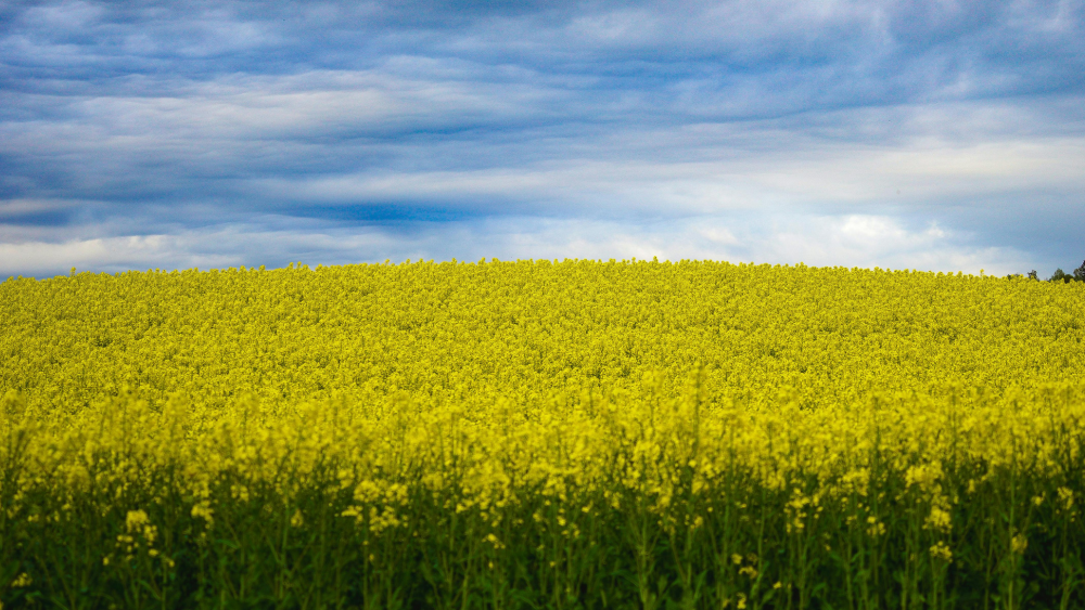 Field of flowers  