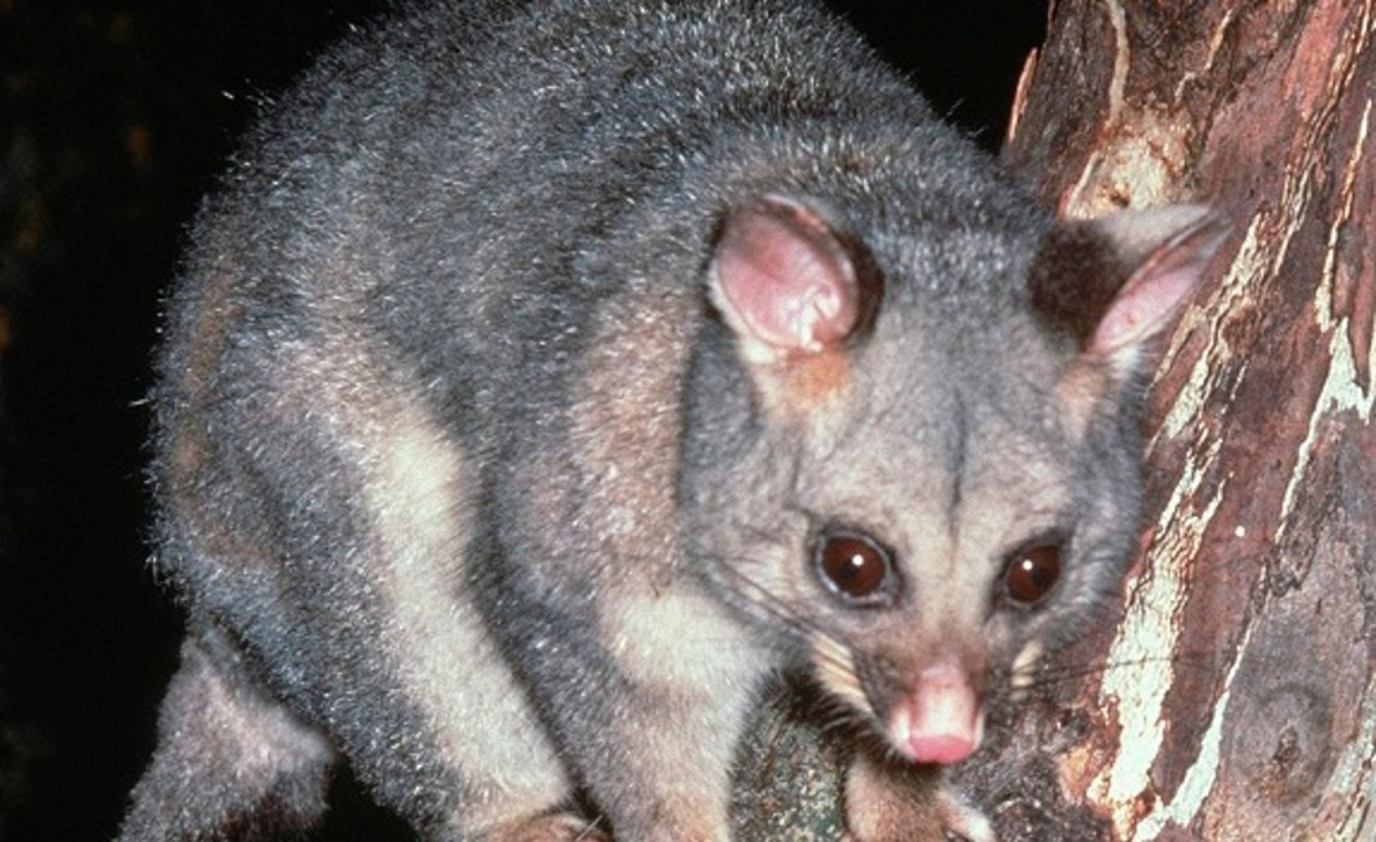 Common brushtail possum on a tree trunk