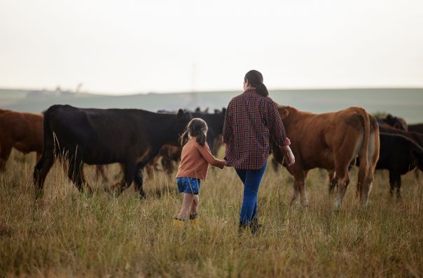Girl and woman waking in a paddock with cows, while holding hands. 