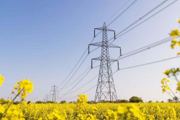 Transmission lines in the field. Yellow plants underneath. 