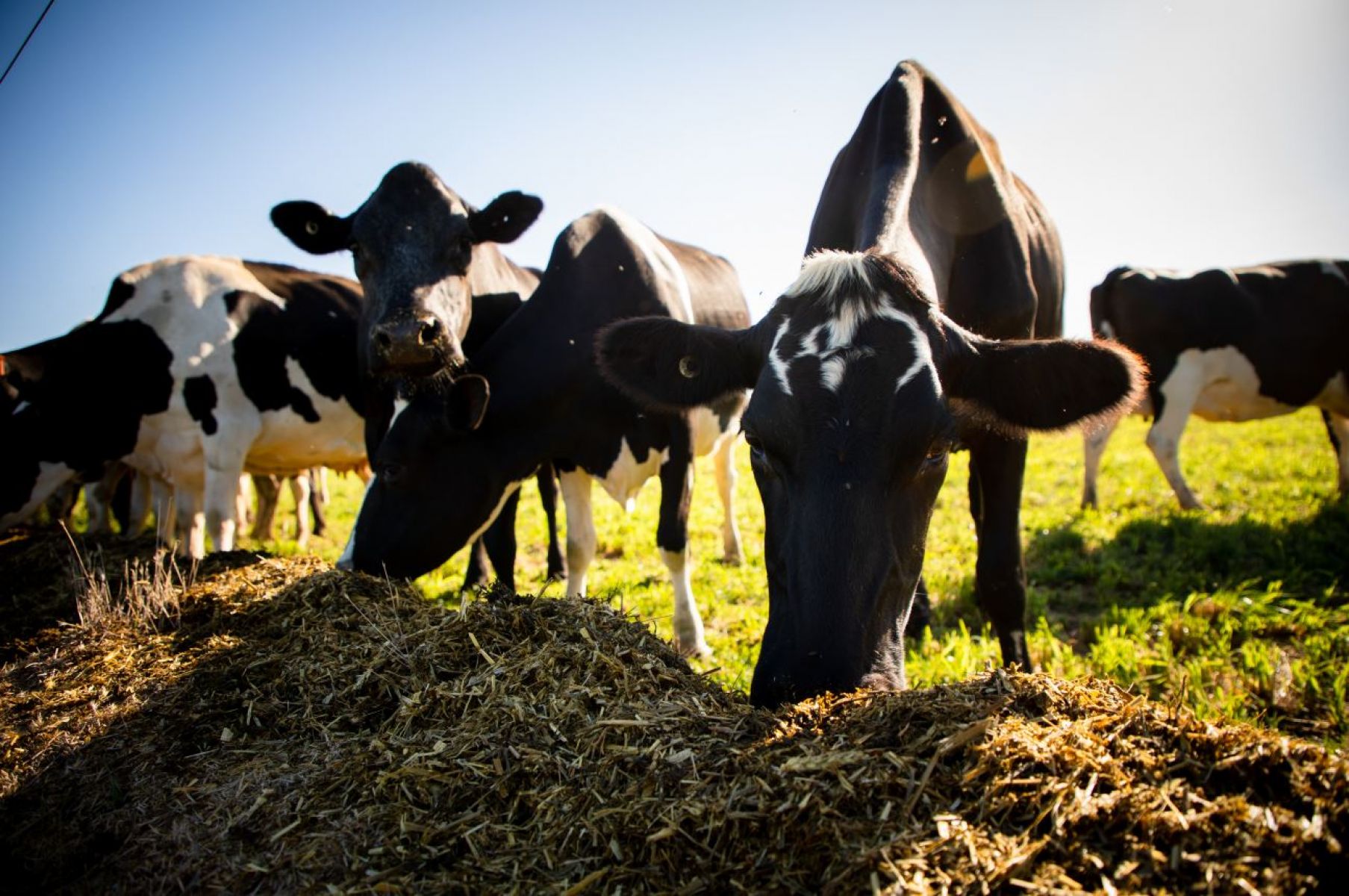 Dairy cows eating grass in paddock.