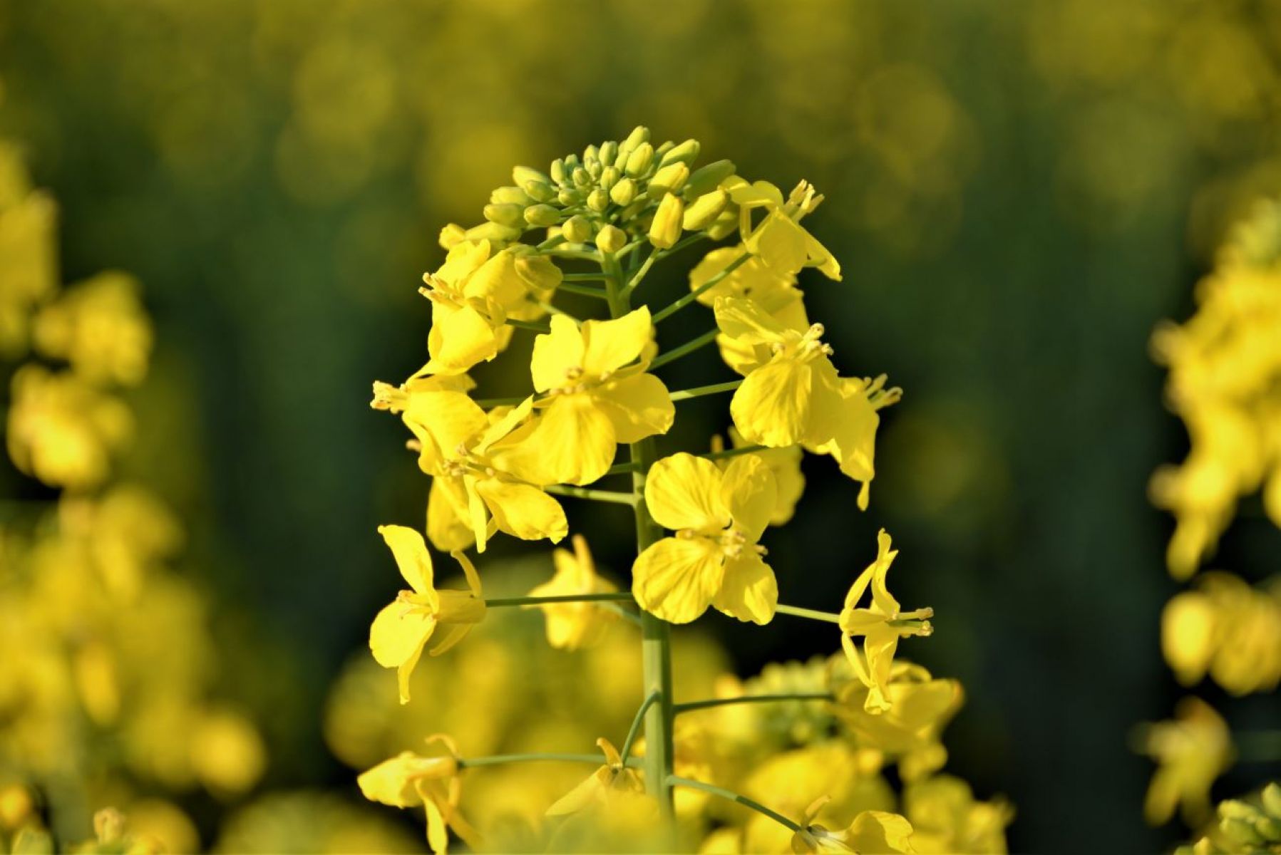 Canola plant