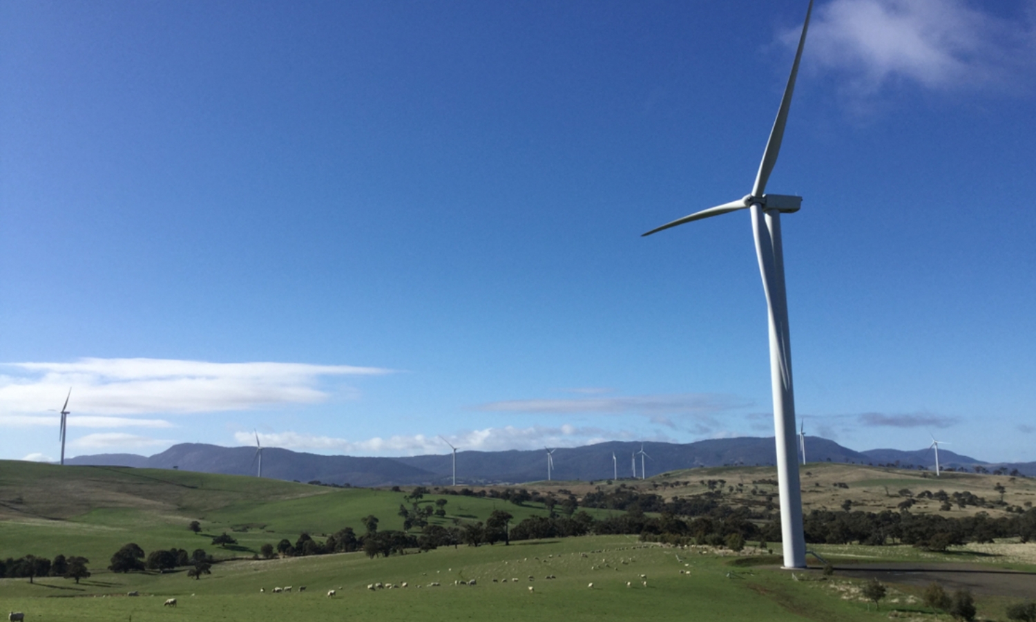 wind farm with sheep in a field 